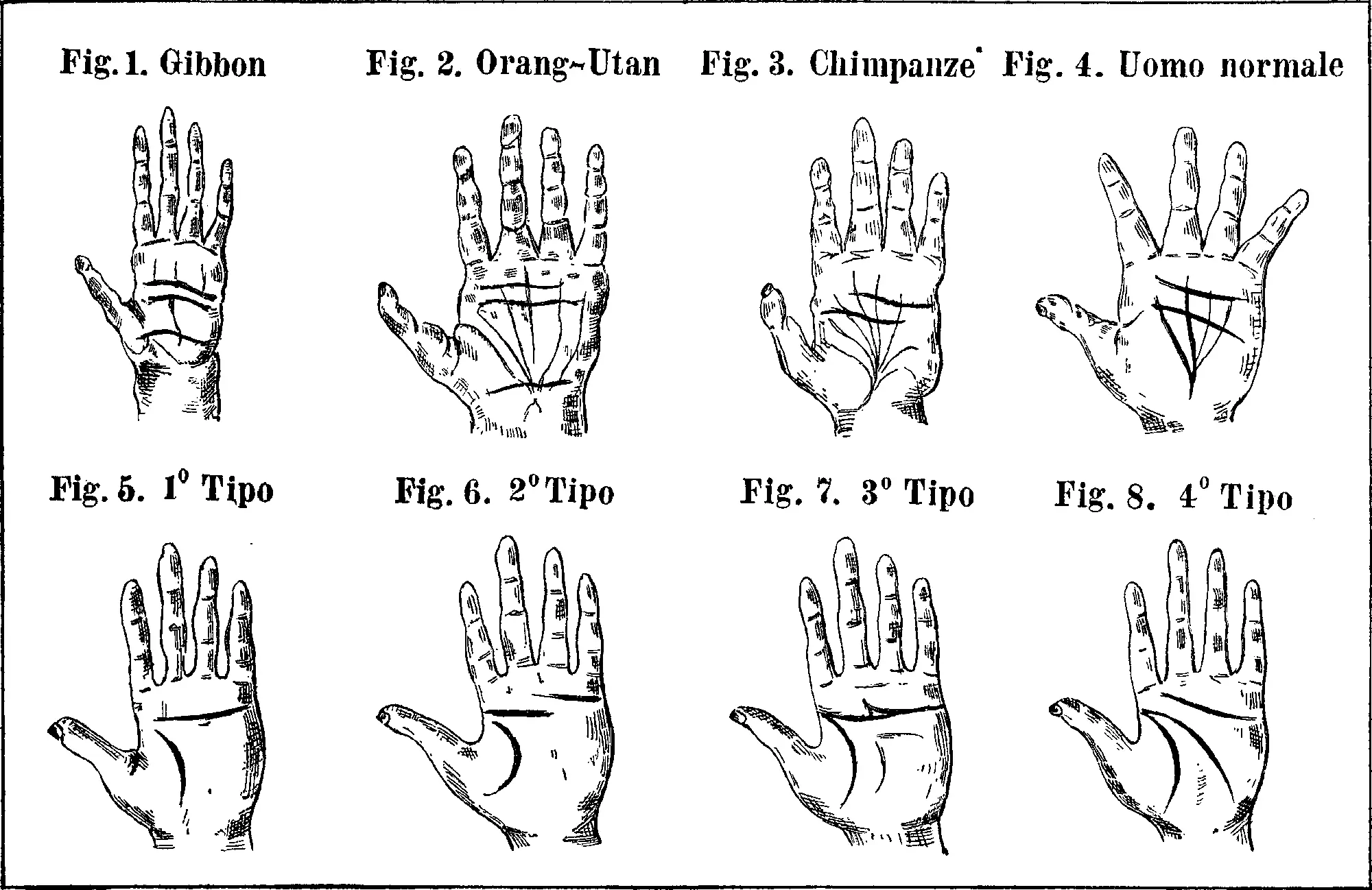 Eight drawings of the palm sides of hands.