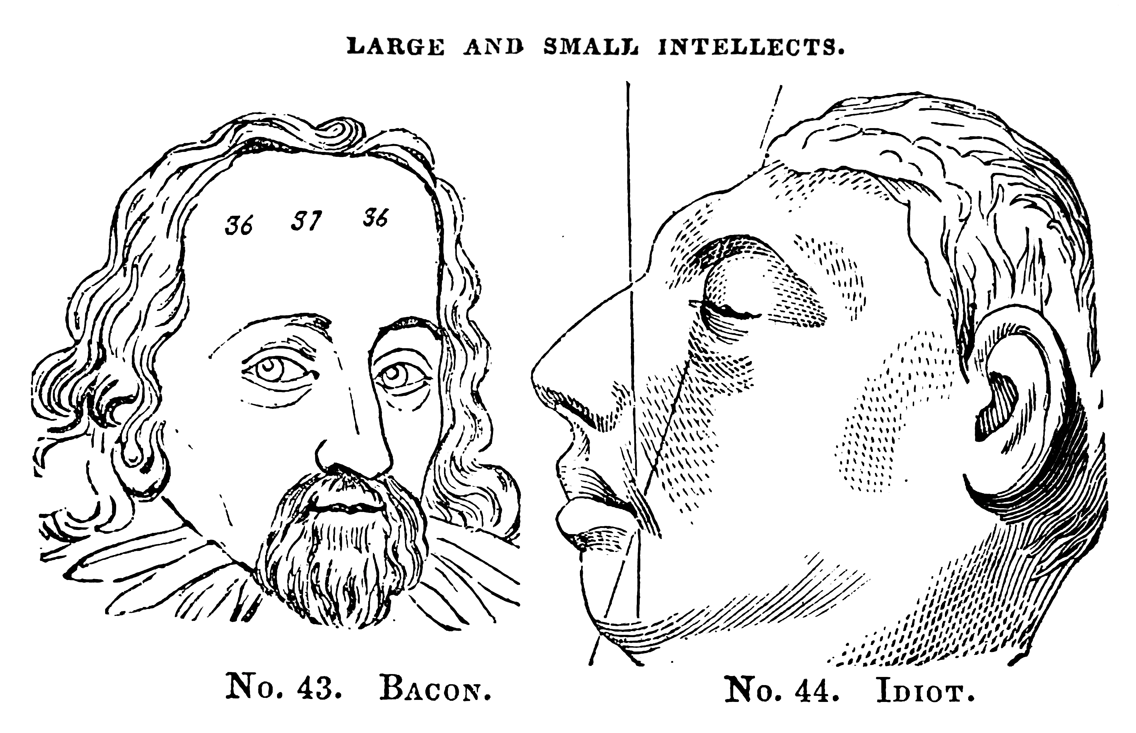 A drawing of two heads titled “large and small intellects”. Sir Francis Bacon is shown with his large forehead and an “idiot” is shown with a smaller forehead.