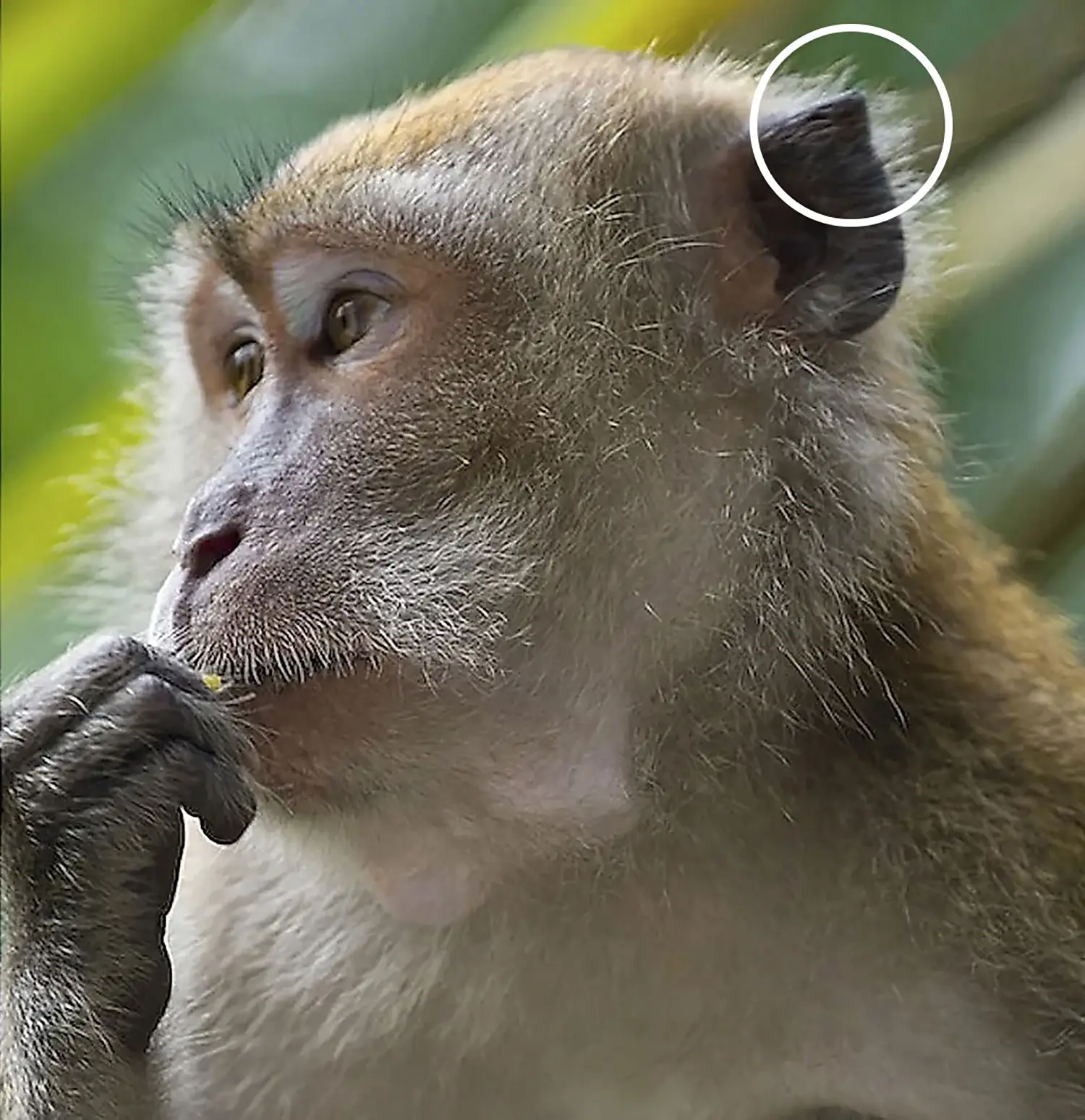 The pointy tip of the ear of a crab-eating macaque is circled.