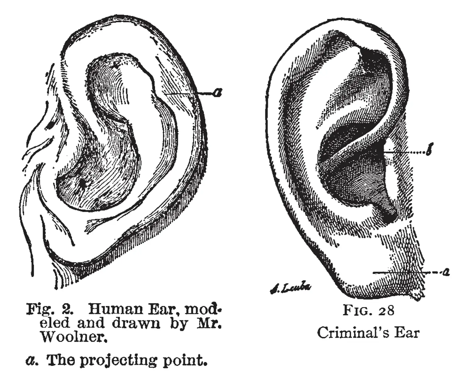 Two drawings of human ears. On the left one, a notch in the outer ear labeled as “The projecting point”. On the right, there is an ear with a tubercle labeled “criminal’s ear.”
