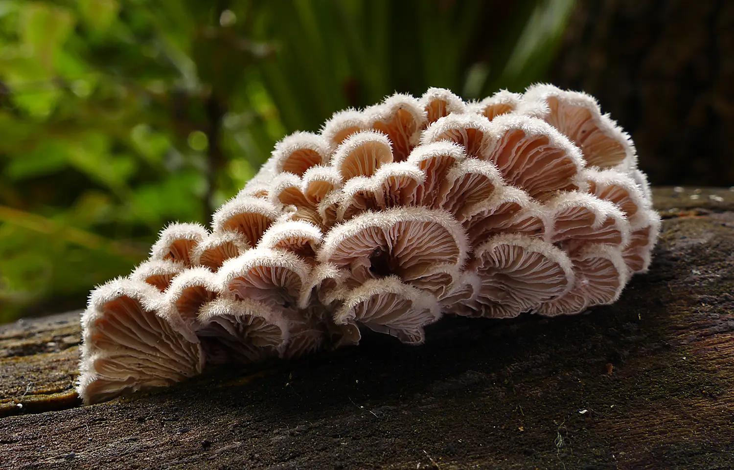 A cluster of delicate, fringed mushrooms sprouts from a decaying log. The fungi’s intricate gills are highlighted by a soft white fuzz.