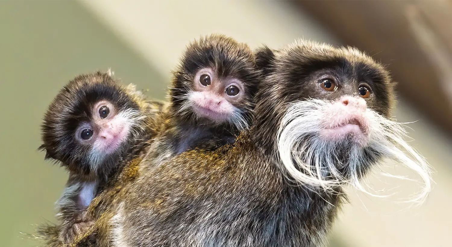 Two baby Emperor Tamarin monkeys ride on the back of an adult monkey.