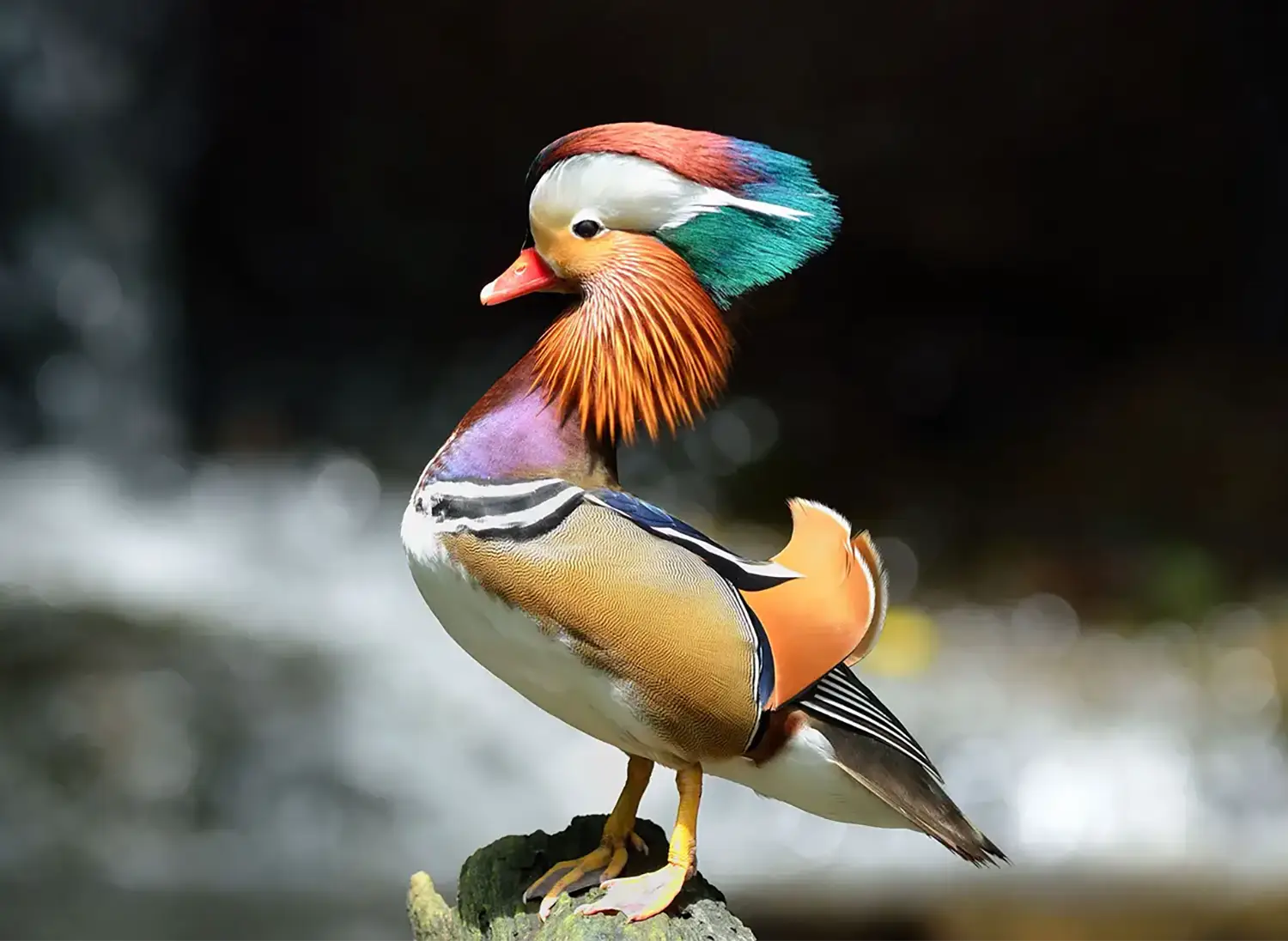 A brightly multi-colored and textured mandarin duck.