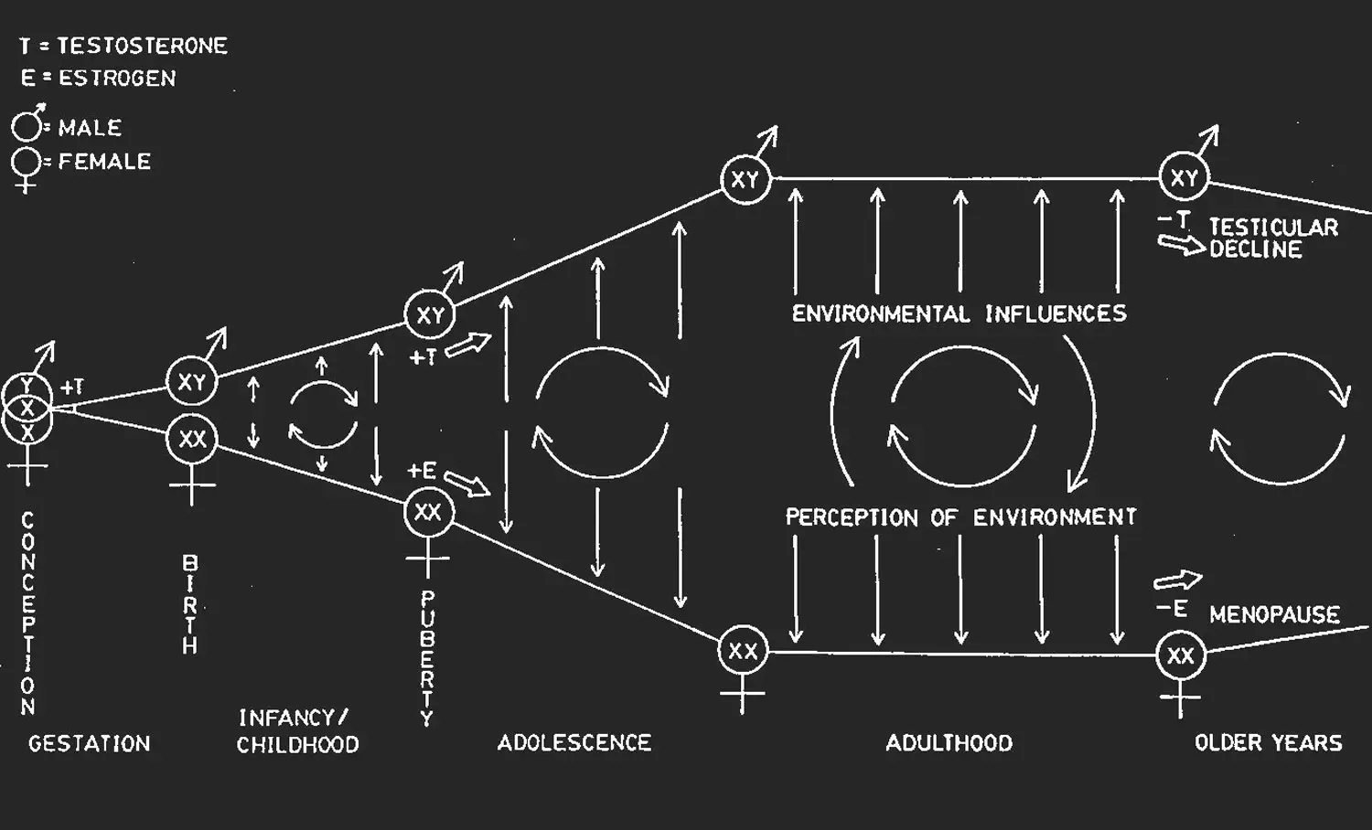 A diagram that shows the diverging paths of males and females from “gestation” to “infancy/childhood” to “adolescence” to “adulthood” to finally “older years.” The diagram shows increasing differentiation from birth to puberty and the ongoing feedback interaction with “environmental influences” and the “perception of environment.”
