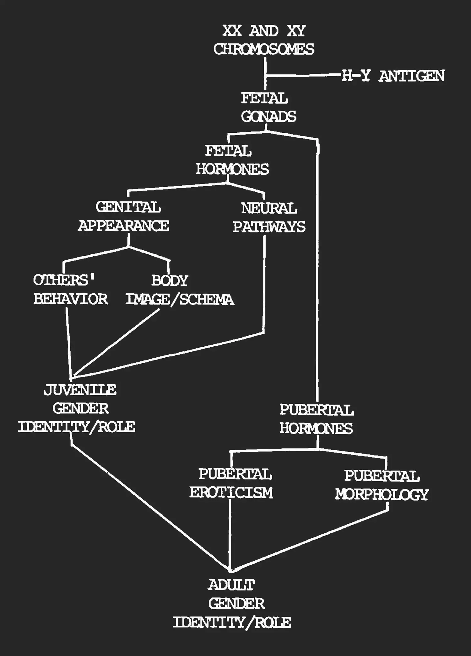 A branching path diagram starting with “XX and XY chromosomes” and ending with “Adult gender identity/role”. The beginning points in the path are biological, such as “fetal gonads,” “fetal hormones,” or “genital appearance” whereas others are behavioral, such as “juvenile gender identity/role” or “pubertal eroticism.”