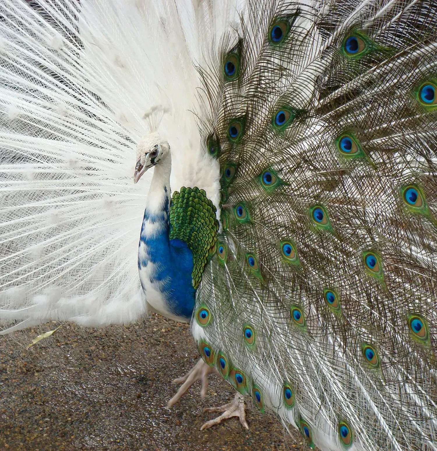 A chimeric peacock. The right half of its feathers are entirely white while the left half are the traditional brown, green, and blue hues.