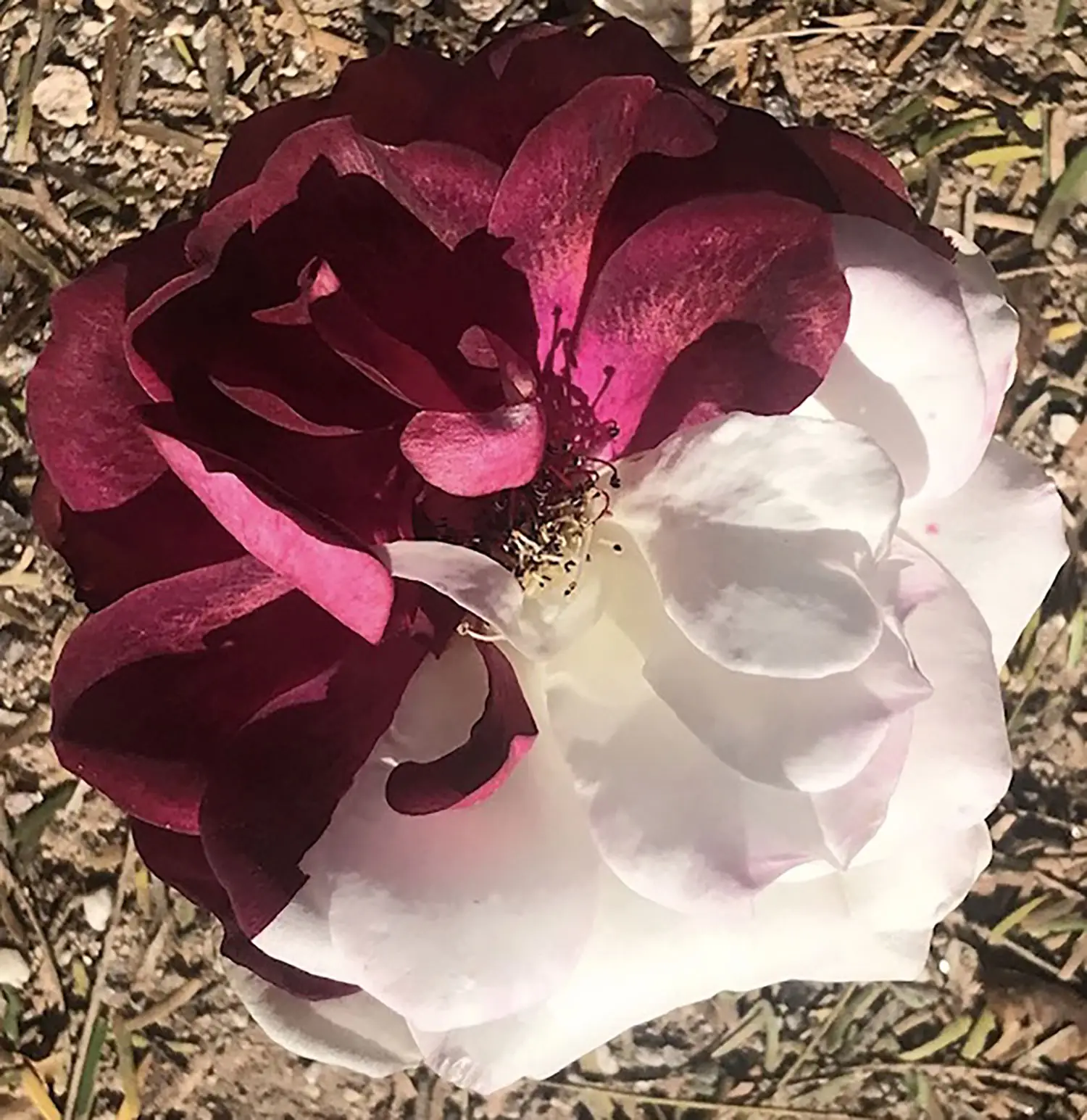 A chimeric rose appears perfectly split where one side is a pristine white and the other is a deep magenta.