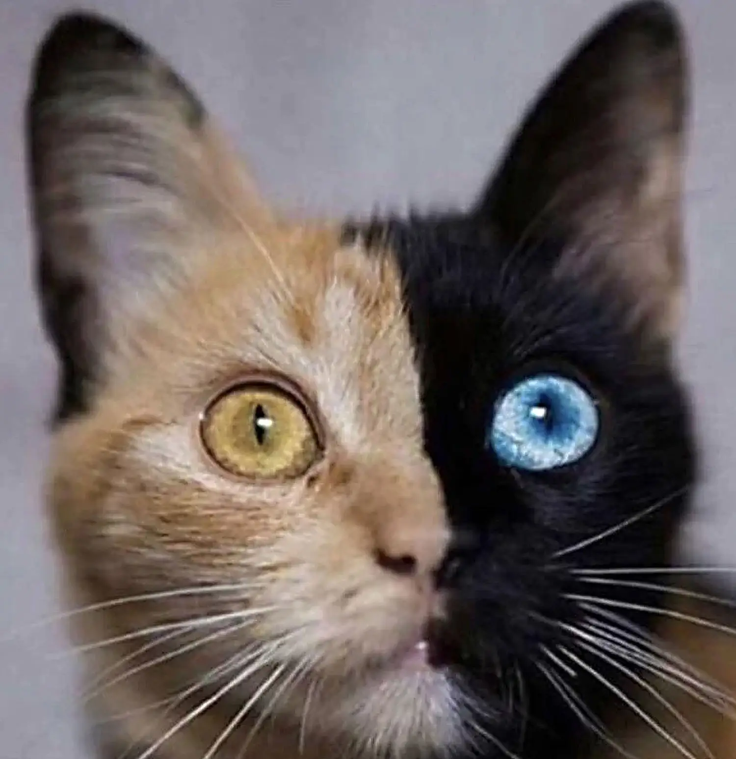 A chimeric cat whose right side is orange with an orange eye, and its left side is black with a striking blue eye. The two colors are split as if by a single line running perfectly down the middle.