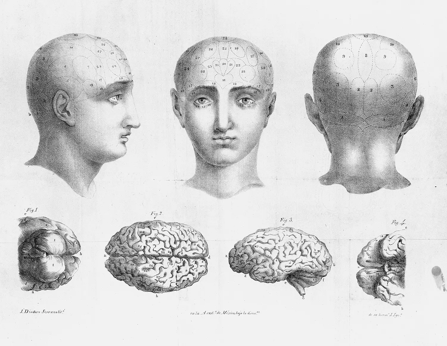A bust with numbered regions dividing up sections of the head. Beneath is a brain labeled with numbers across its regions.