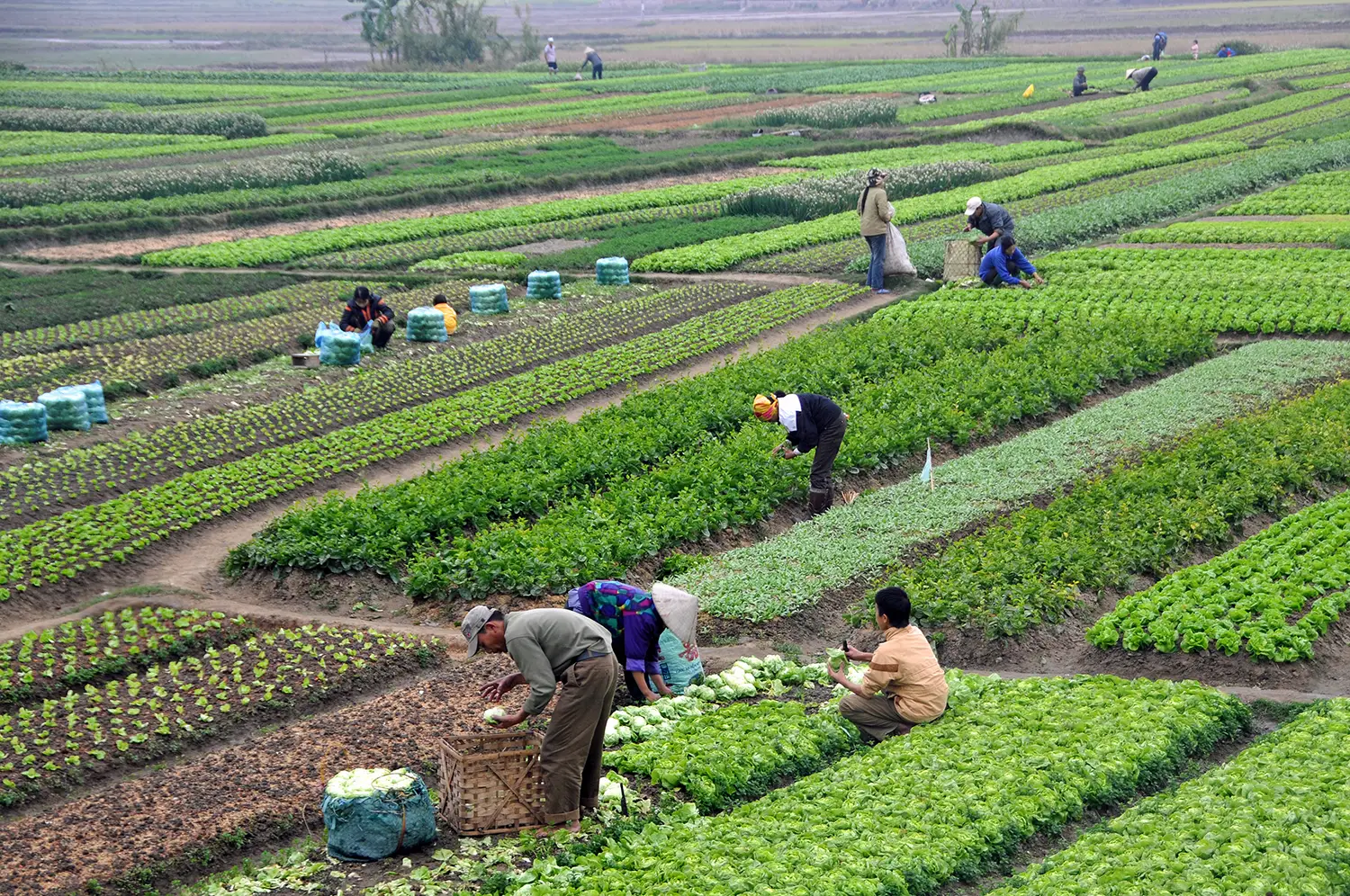 Landscape divided into small plots of various vegetables, around which men and women are bent over, working the land.