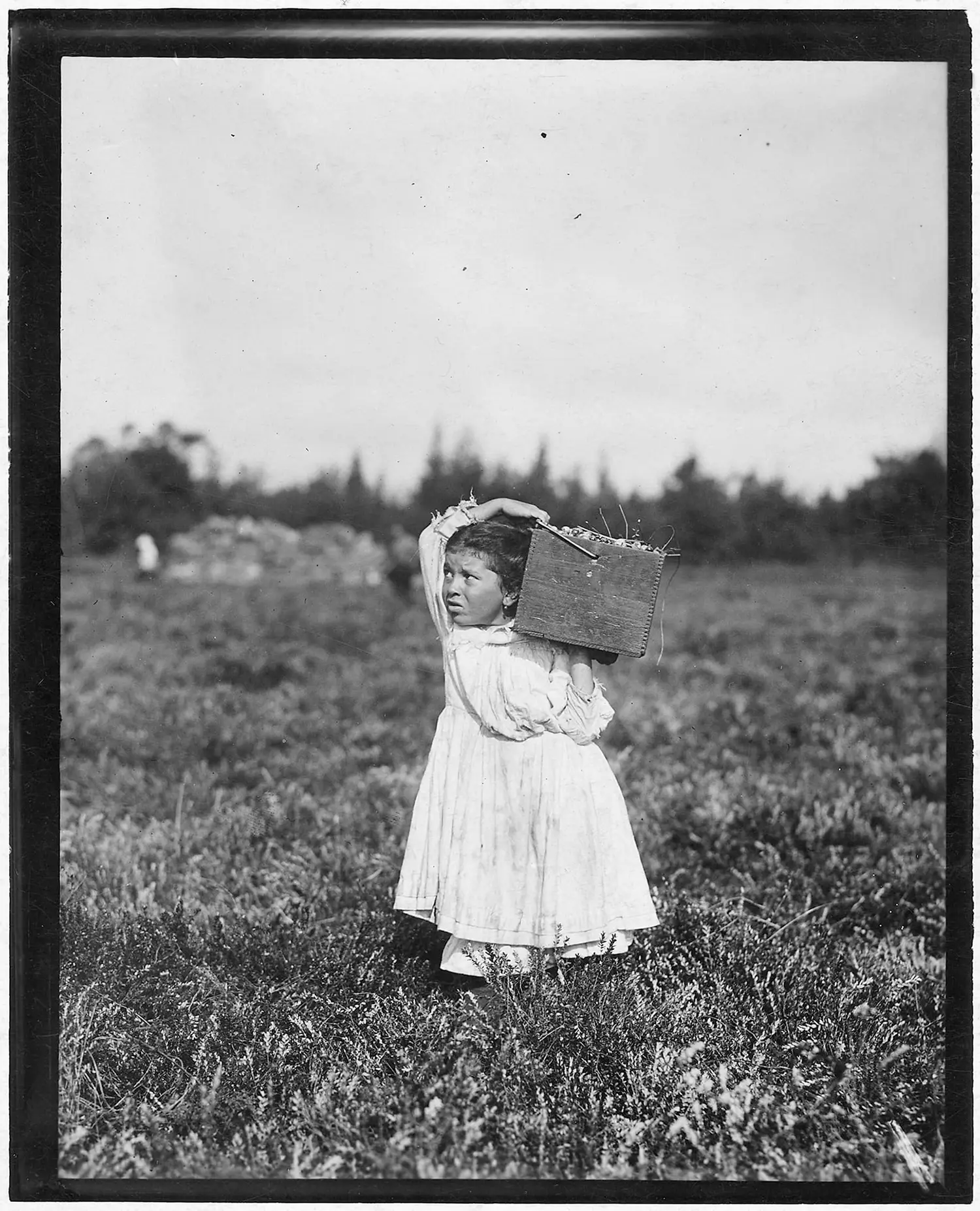 A small girl in a white dress stands alone in a field, carrying upon her shoulder a wooden box filled with cranberries.
