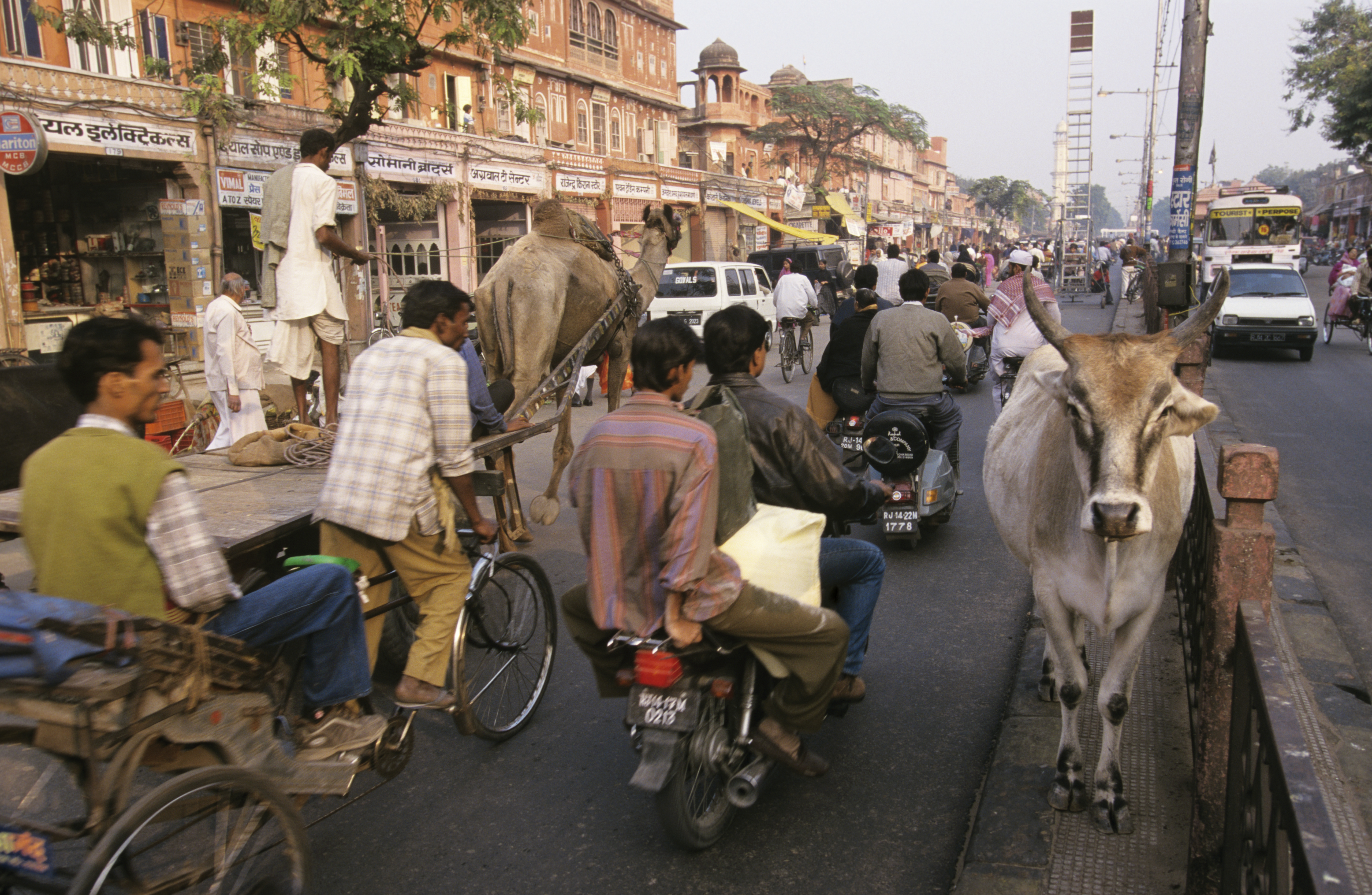 A lone cow stands on the center median, surrounded by a flow of cars, scooters, bicycles and a camel-drawn cart.