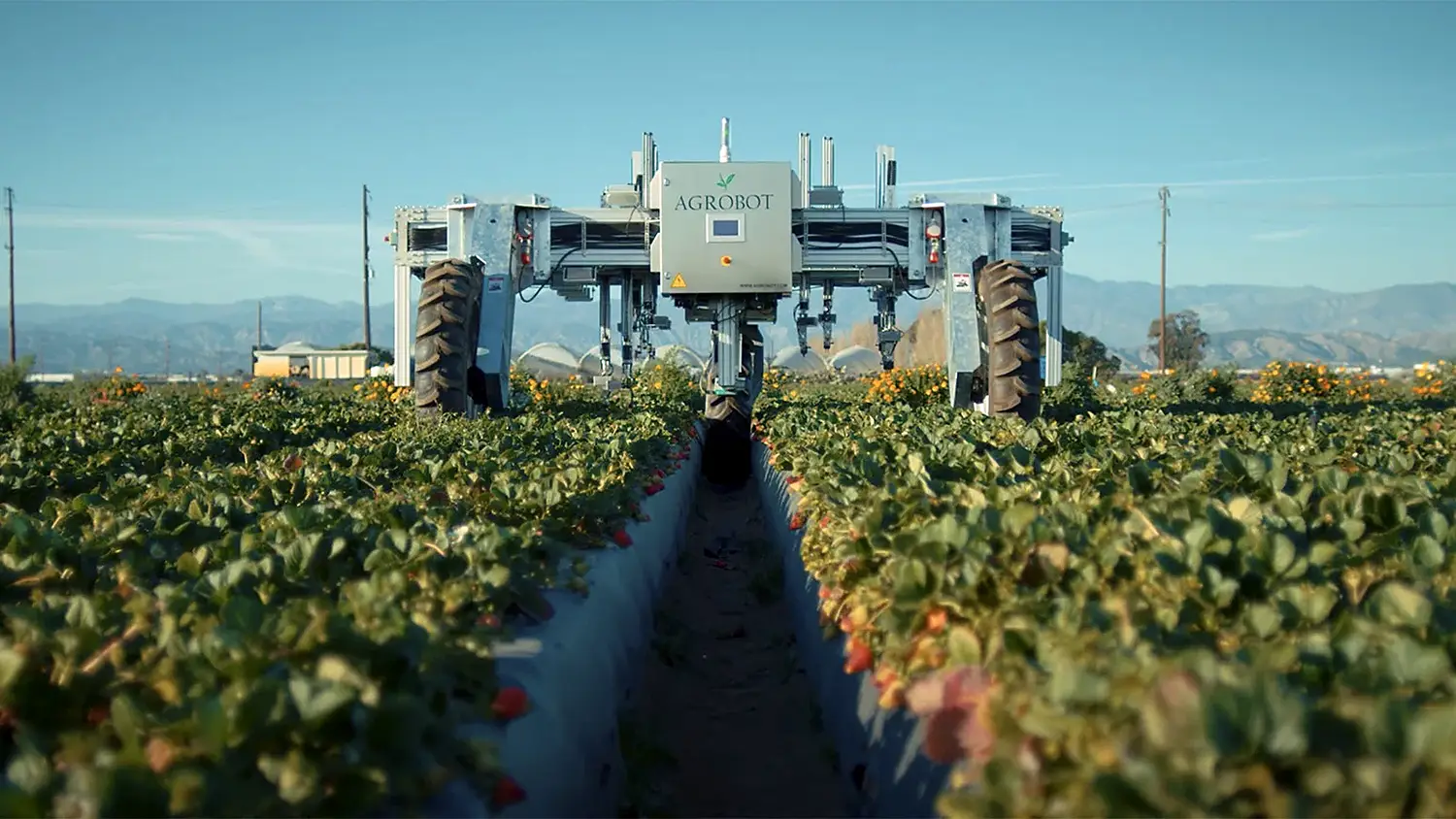 A large robot rolls down the rows of a strawberry field.