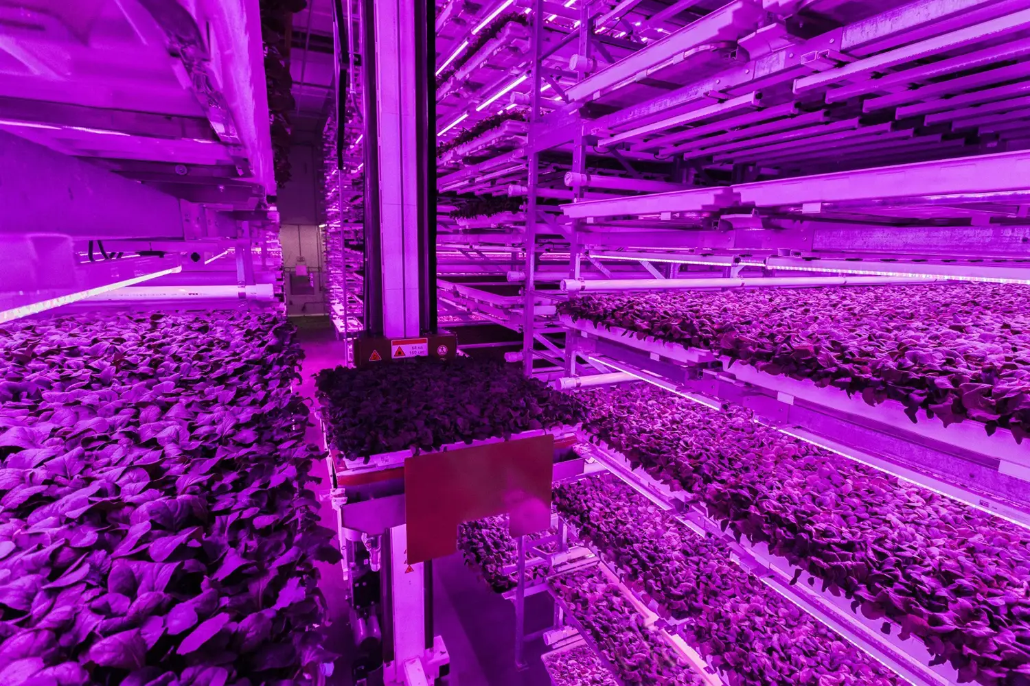 A robot moves amidst densely packed shelves of greens. The farm is illuminated by magenta light.