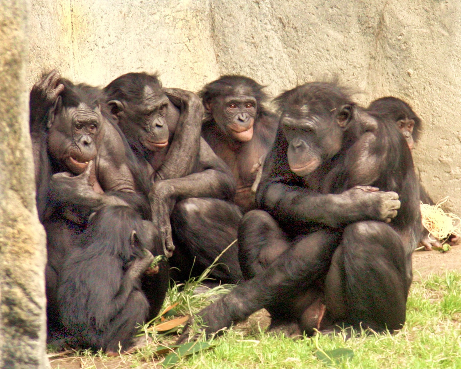 A group of bonobo monkeys.