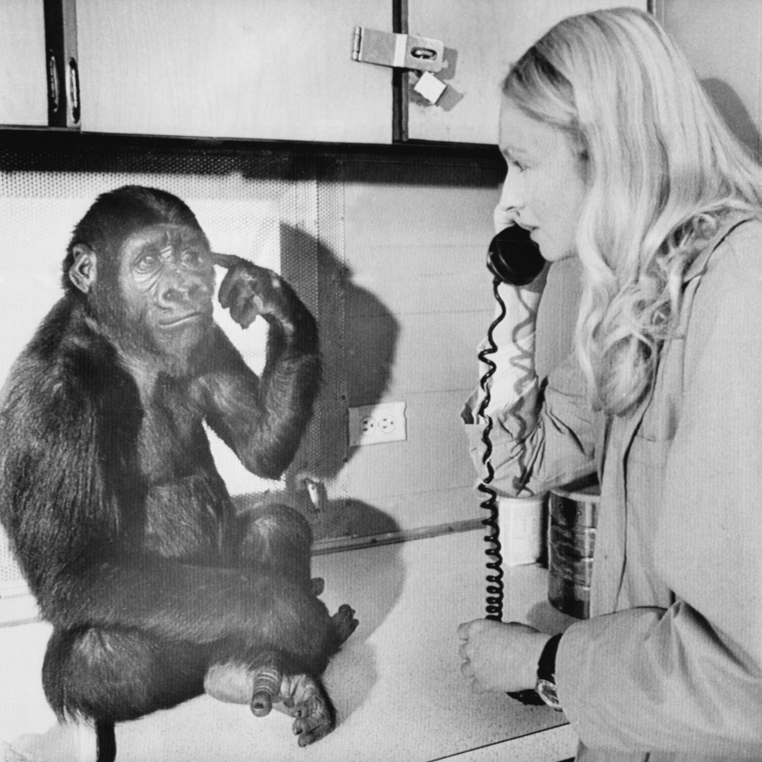 The young gorilla, Koko, signs with Penny Patterson, who is holding a phone.