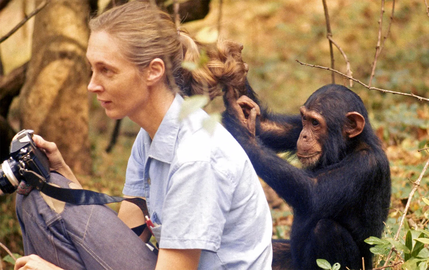 A little chimpanzee plays with Jane Goodall’s hair.