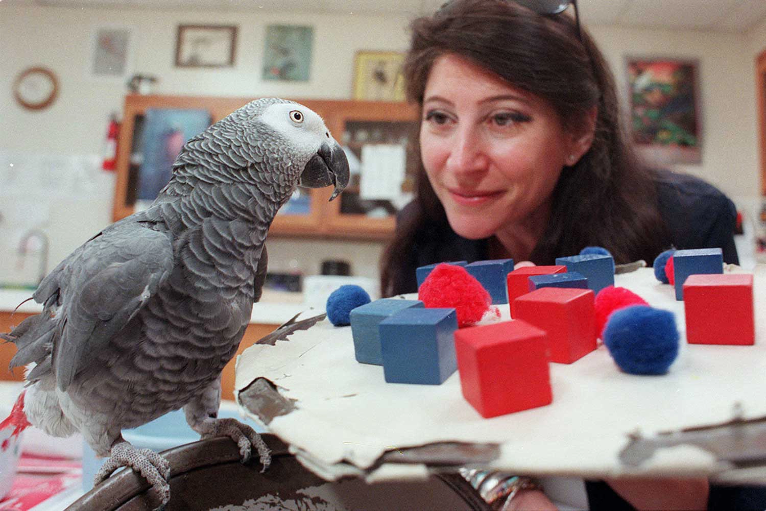 Alex the parrot sits in front of a tray of red and blue objects. Dr. Irene Pepperperg stares at him closely.